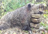 Tam 300 Kilo! Sinop'ta Köylülerin Kabusu Olan Domuz Avlandı