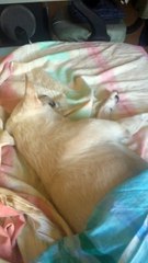 Let sleeping dogs lie