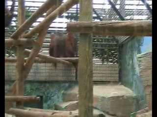 Zoo Beauval-Orang-outang