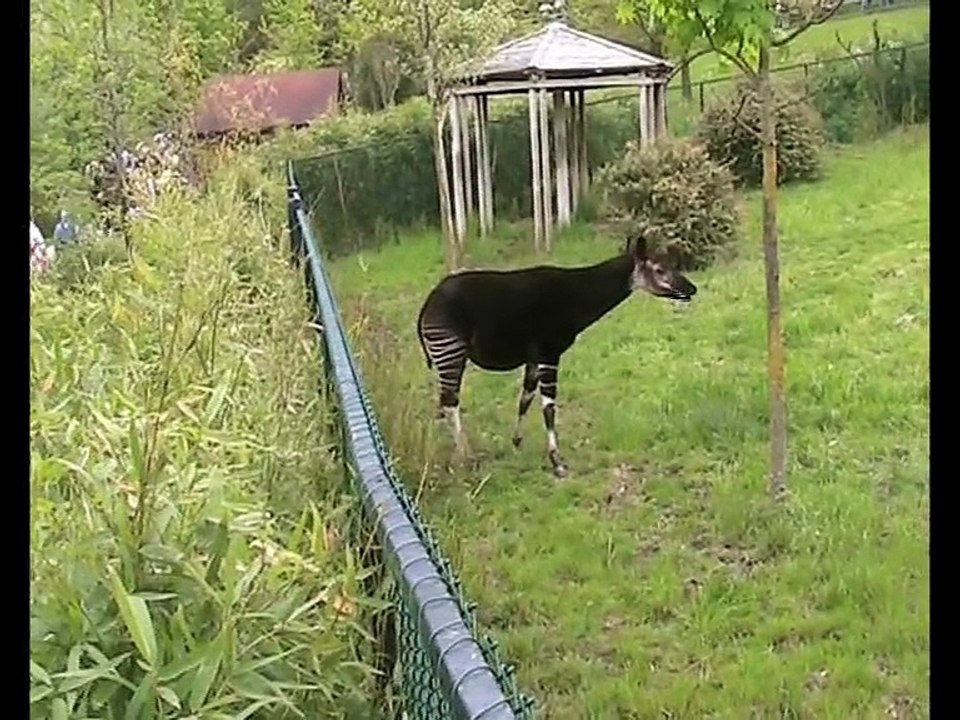 Zoo Beauval-Okapi