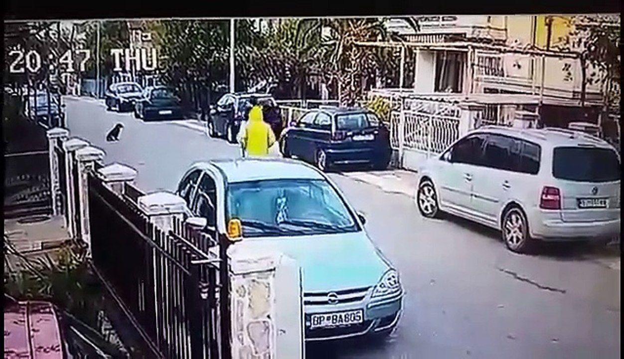 Ce chien errant est un héros : il va sauver une femme agressée dans la rue