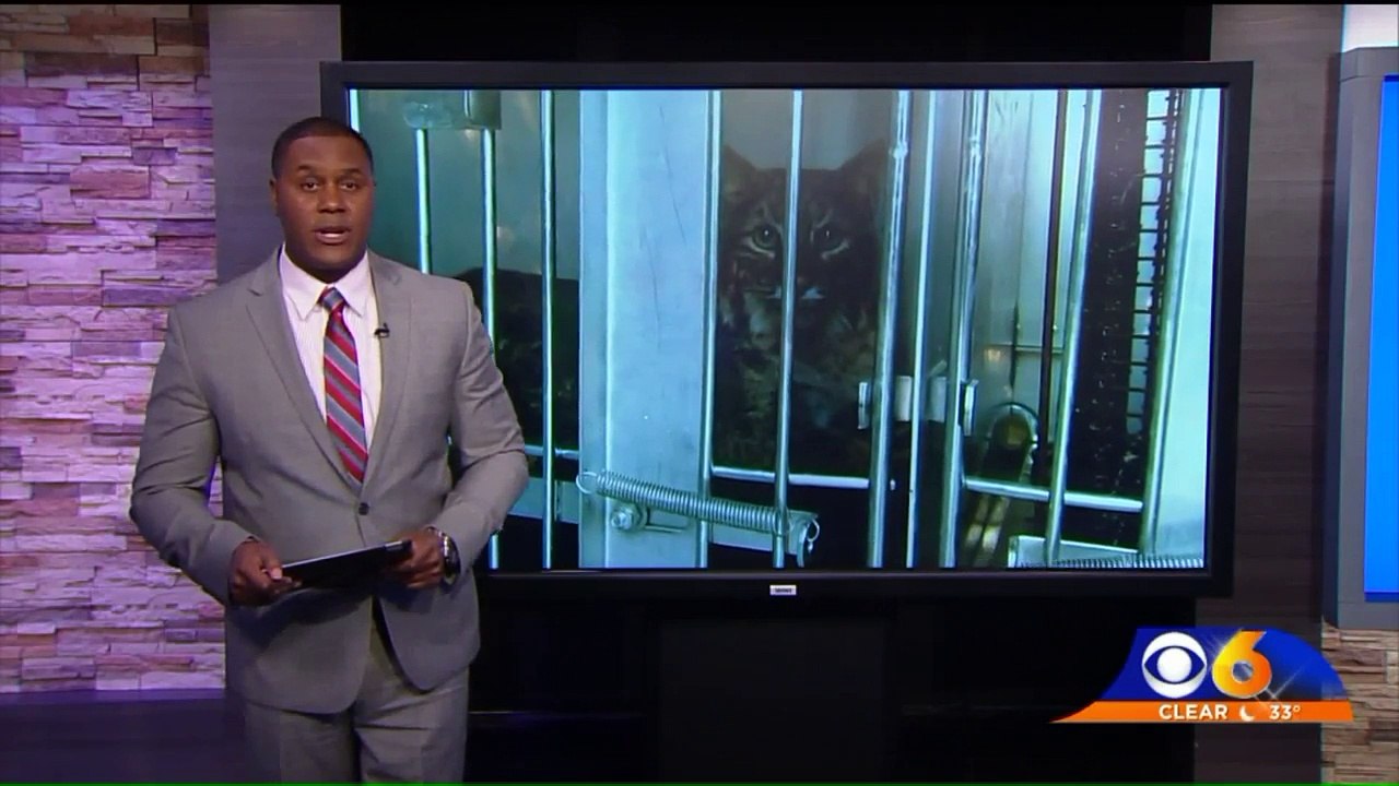 Bobcat Survives 50-Mile 'Miracle' Trip Stuck in Grill of Car