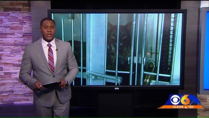 Bobcat Survives 50-Mile 'Miracle' Trip Stuck in Grill of Car