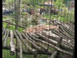 Zoo Beauval-Panthère des neiges