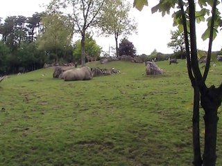 Zoo Beauval-Savane africaine (3)