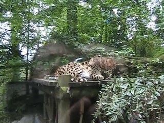 Zoo Beauval-Serval