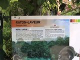Zoo Beauval-Raton-laveur (1)