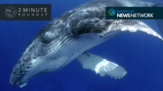 Whale spa day, ‘gentle’ killer bees & a baby woolly mammoth