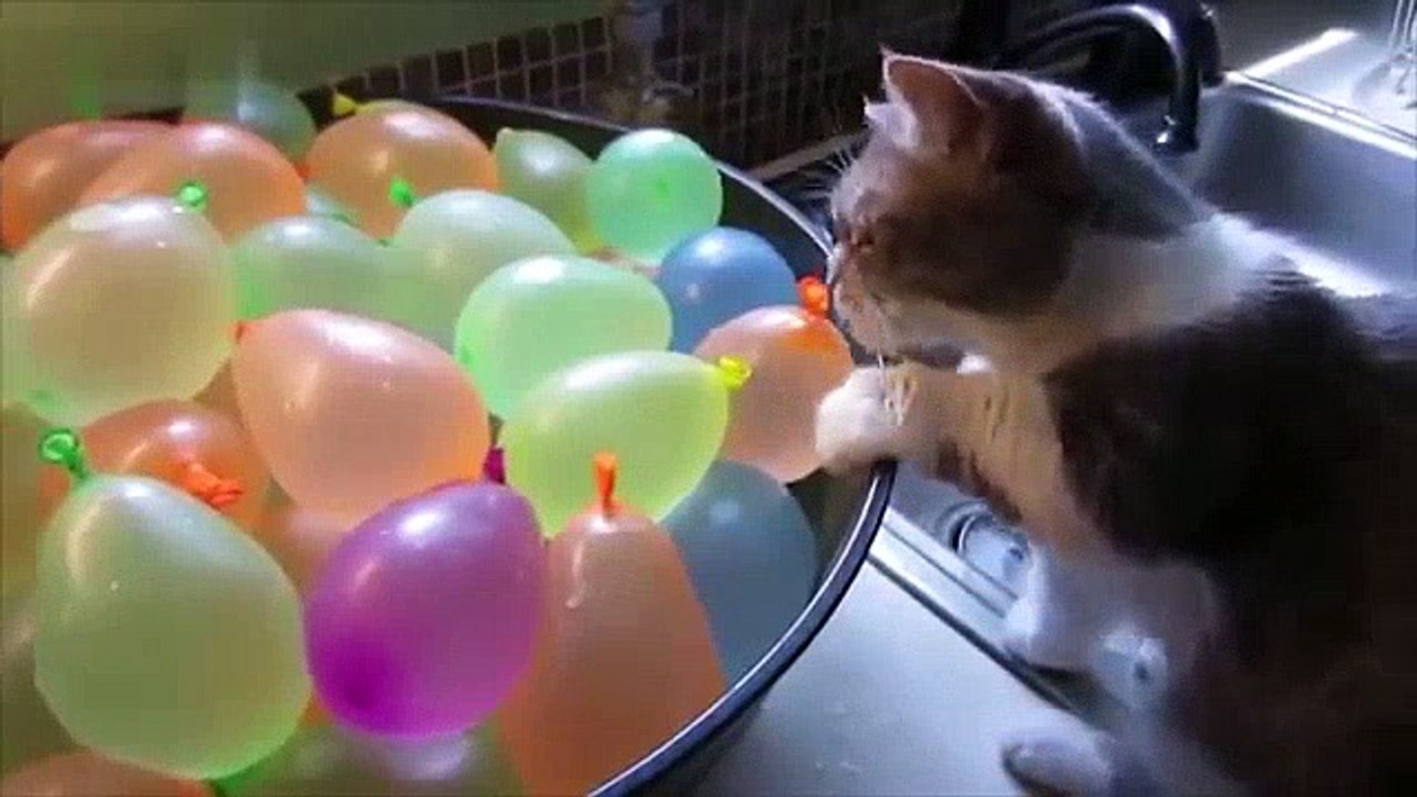 Cats vs balloons !! Funny Cats Playing With Balloons