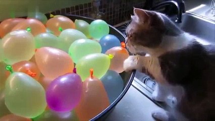 Cats vs balloons !! Funny Cats Playing With Balloons