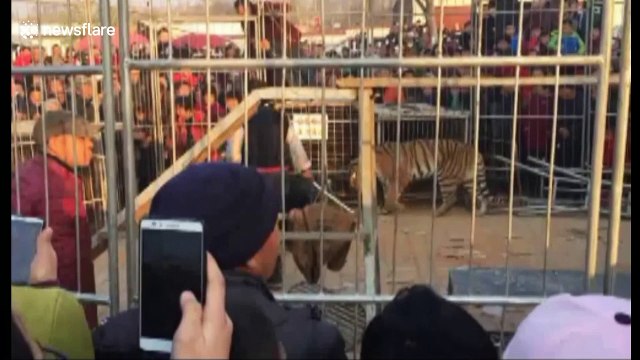 Circus tiger escapes cage, injuring two children