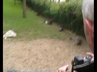 Zoo Beauval-Wallaby de Bennett (1)