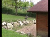 Zoo Beauval-Wallaby de Bennett (2)