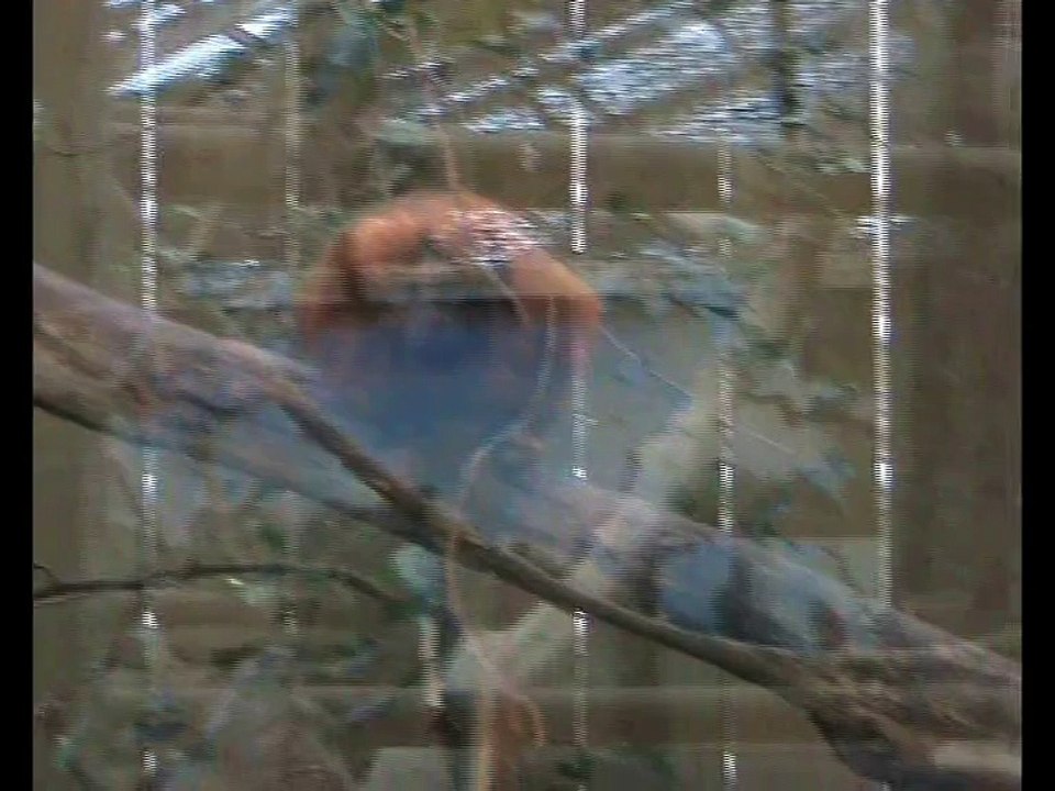 Zoo Beauval-Tamarin (2)