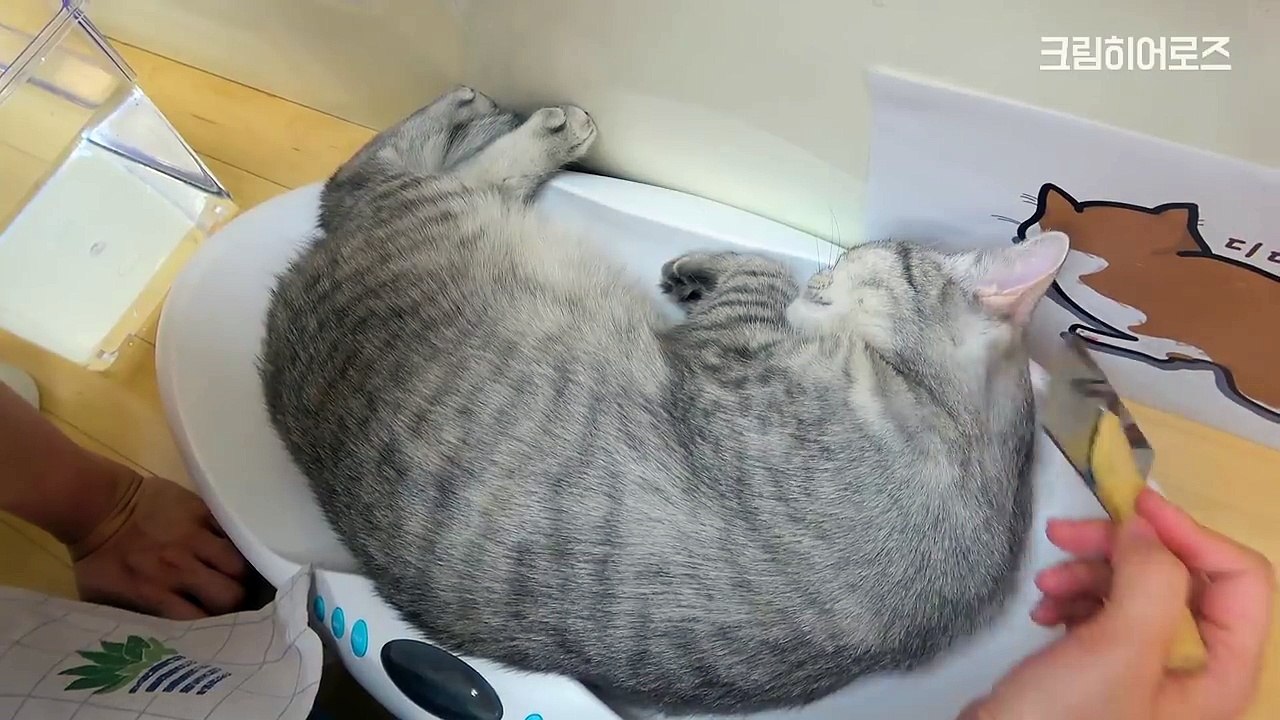 하악 하는 고양이 어떻게 달랠까? [크림에스테틱]