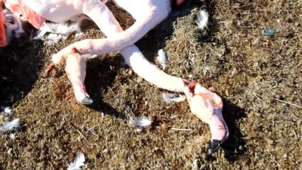 Ereğli Akgöl'de Flamingolar Vurulmuş ve Parçalanmış Halde Bulundu