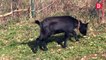 Galey : des chèvres naines assurent l'entretien des espaces verts