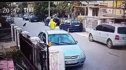 Un chien errant protège une femme d'un vol à l'arraché de son sac à main