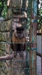 Monkey Cell Phone Thief
