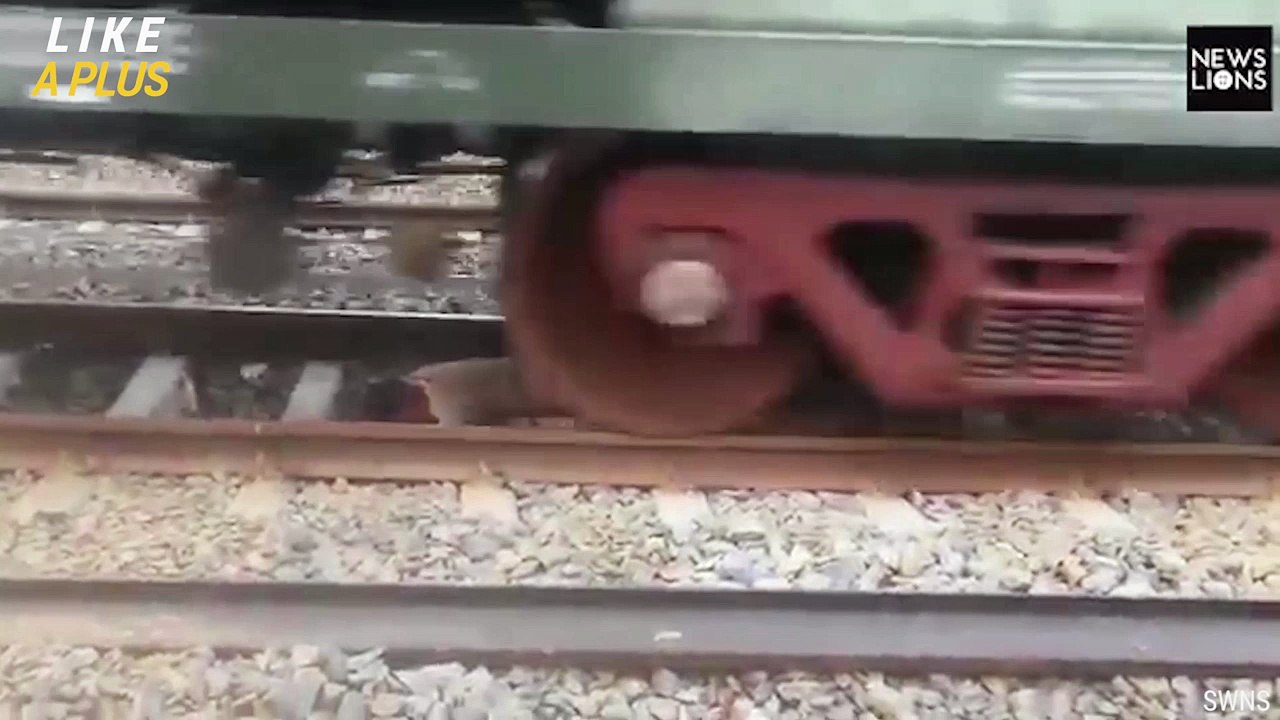 Man Gets Run Over By Train, Walks Away Unscathed