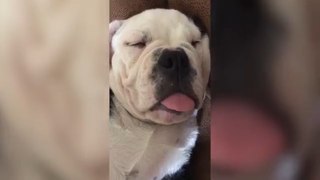 Funniest Pets  Compilation | Funny Pet Videos!  Try not to laugh