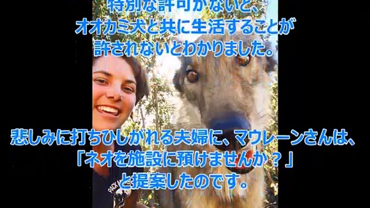【感動 衝撃】「その子、犬じゃないわ」息子のように育ててきた愛犬と突然の別れ｡｡｡そして｡｡｡