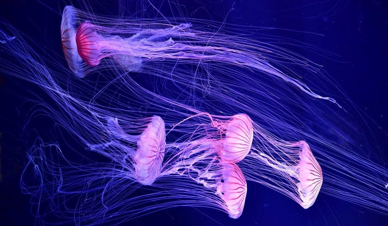 Medusas (Cnidaria)