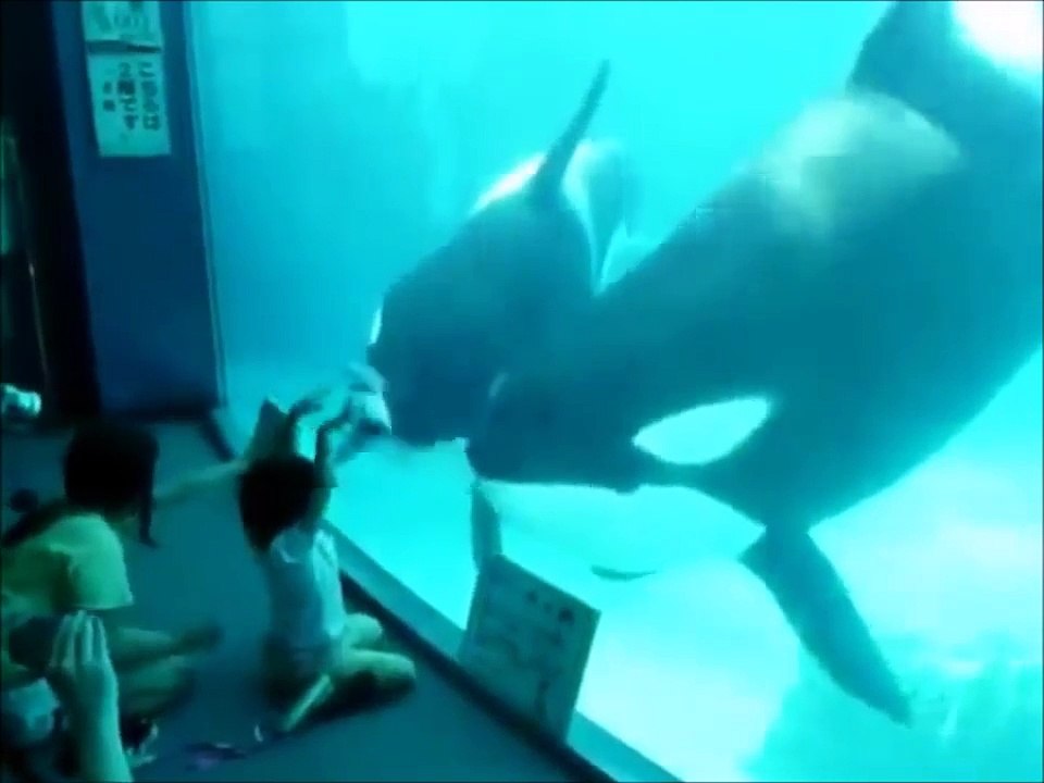 人間に興味津々のシャチ。可愛い^^【動物おもしろ】