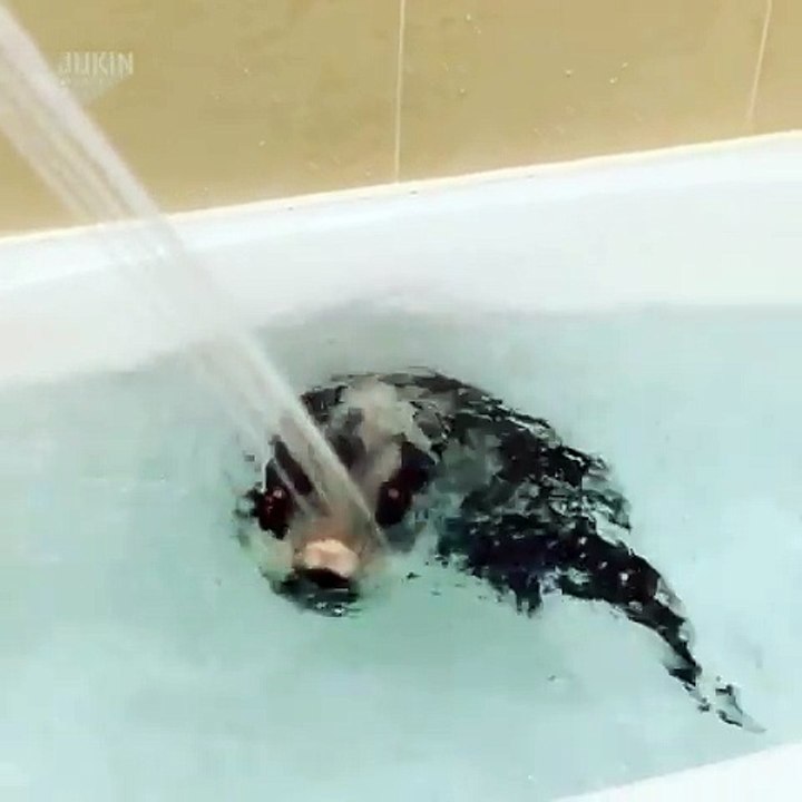 Cette loutre prend un bain et se croit au club med ?