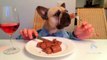 Ce chien déguste son diner comme un humain LOL