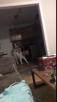 Un sac sur la tête ce chien devient fou et se cogne partout !