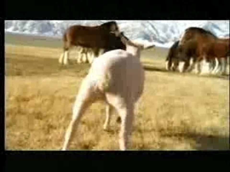 Superbowl XL Budweiser Commercial streaker