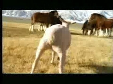 Superbowl XL Budweiser Commercial streaker