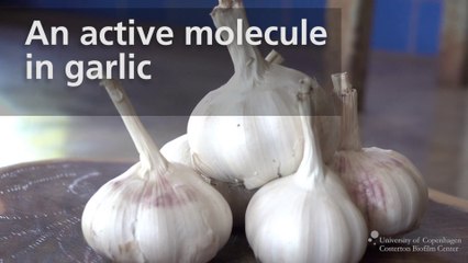 Nuevo estudio revela las propiedades del ajo para combatir infecciones