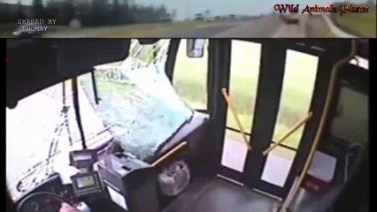 Wild Animals Unexpected guests fallen from the sky Unexpected risk on the race track