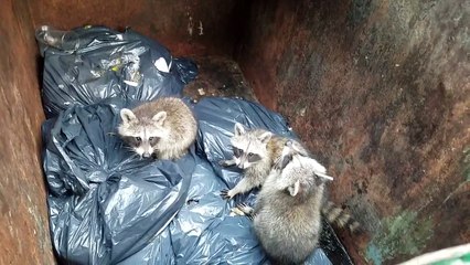 3 Baby Raccoons Found In a Dumpster