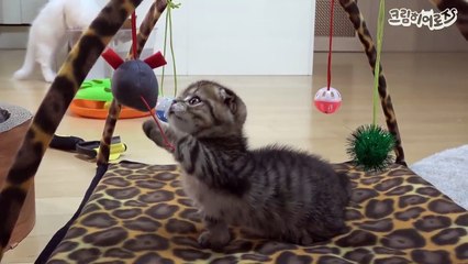 먼치킨 고양이 애교에 심쿵하는 순간 [크림명장면]