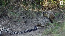 That’s bonk-ers: Hilarious footage shows randy tortoises interrupt leopard hunting prey