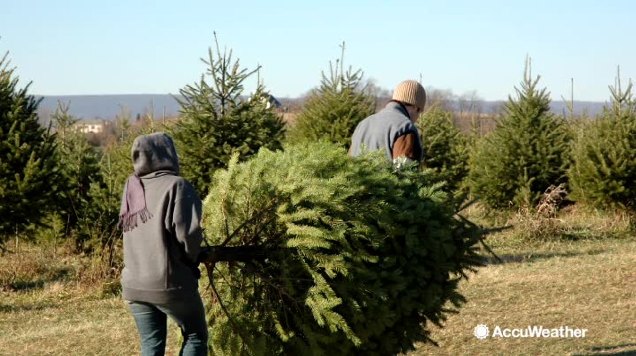 Why a real Christmas tree may cost you more this holiday season