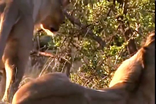 Leones Documental de leones Los mejores documentales