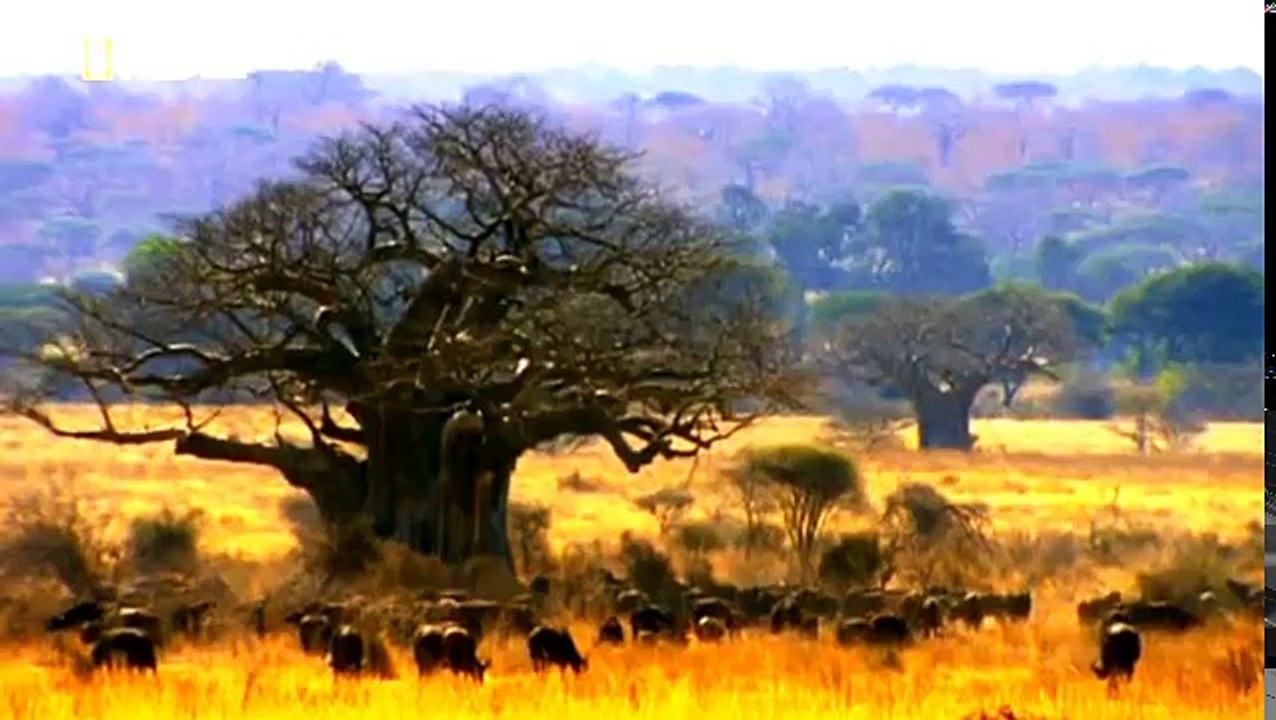 Leones  Zona de Guerra   Documental National Geographic