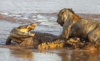 Incríveis Cenas E Lutas Entre Leões E Crocodilos
