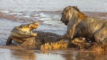 Incríveis Cenas E Lutas Entre Leões E Crocodilos