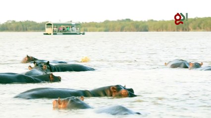 Des hippopotames se défendent férocement contre un requin