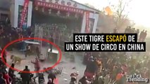 Pánico en China: un tigre escapa de un show de circo y causa el terror en los espectadores