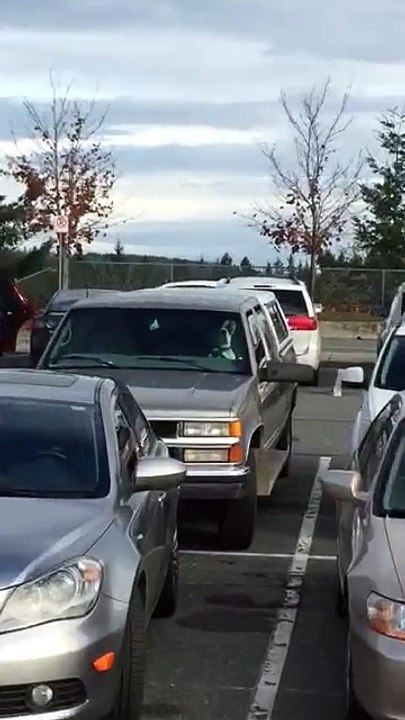 Impatient Dog Honks Horn for Owner's Attention