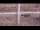 2017 Wisconsin Gun Deer Hunting Vlog - Day 7 (November 24, 2017)