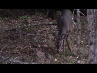 2017 Wisconsin Gun Deer Hunting Vlog - Day 8 (November 25, 2017)
