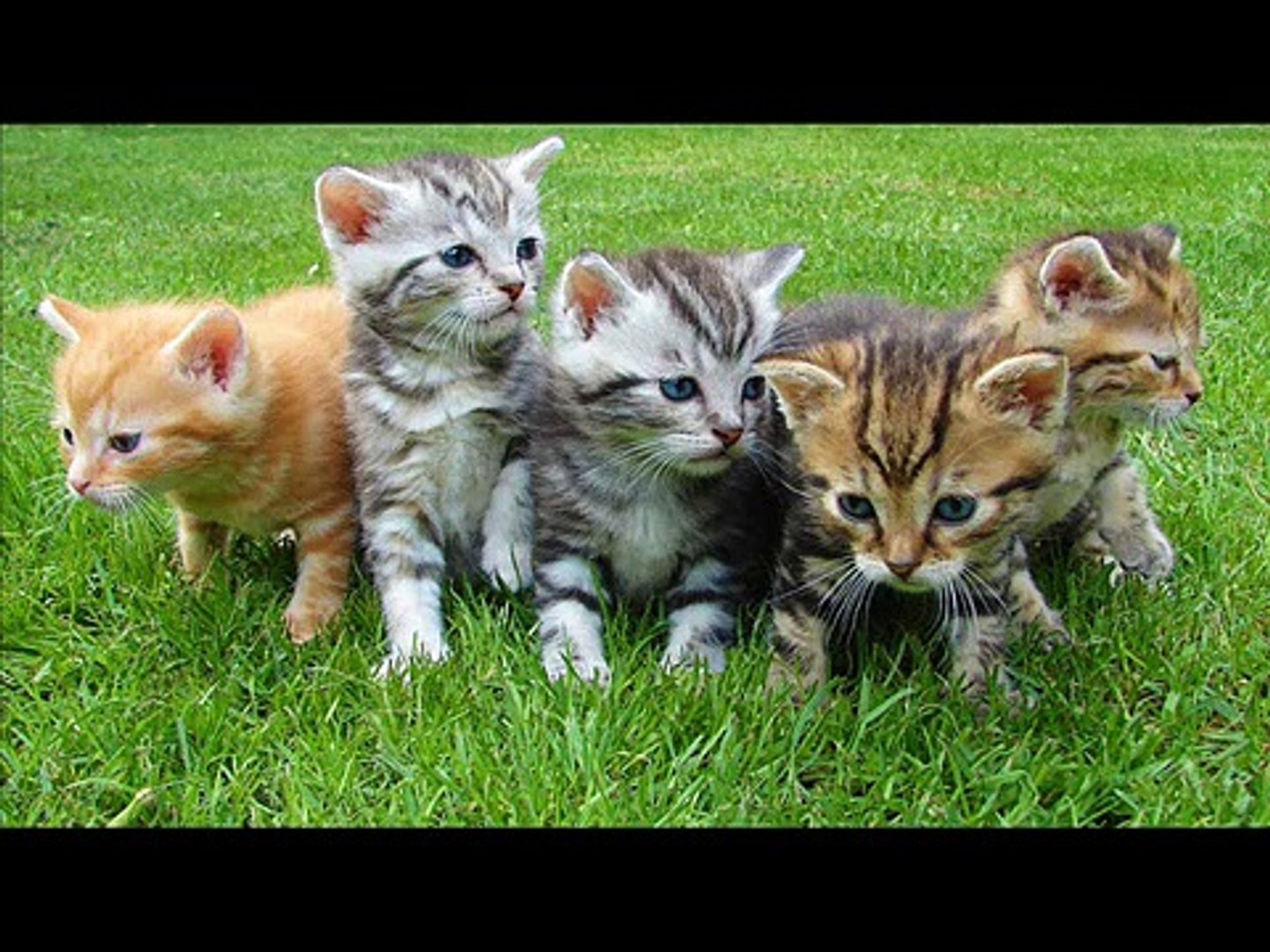 Cesitli Kedi Sesleri Dailymotion Video