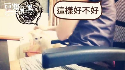 【豆漿 SoybeanMilk】誰都攔不住我　我就是要待在腿上